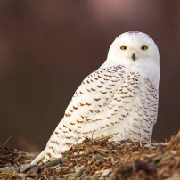 Get The Dirt Snowy Owl