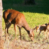 Get The Dirt - Deer