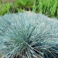 Festuca glauca (Elijah Blue) Blue Fescue