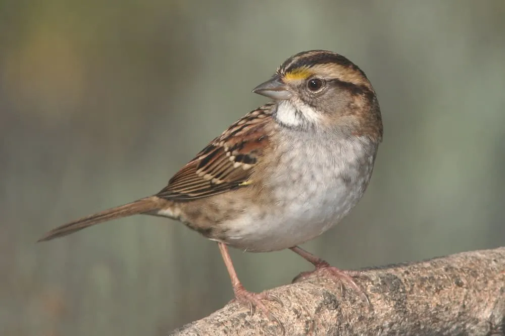 9 Spiritual Meanings When A Brown Bird Flies Into Your House