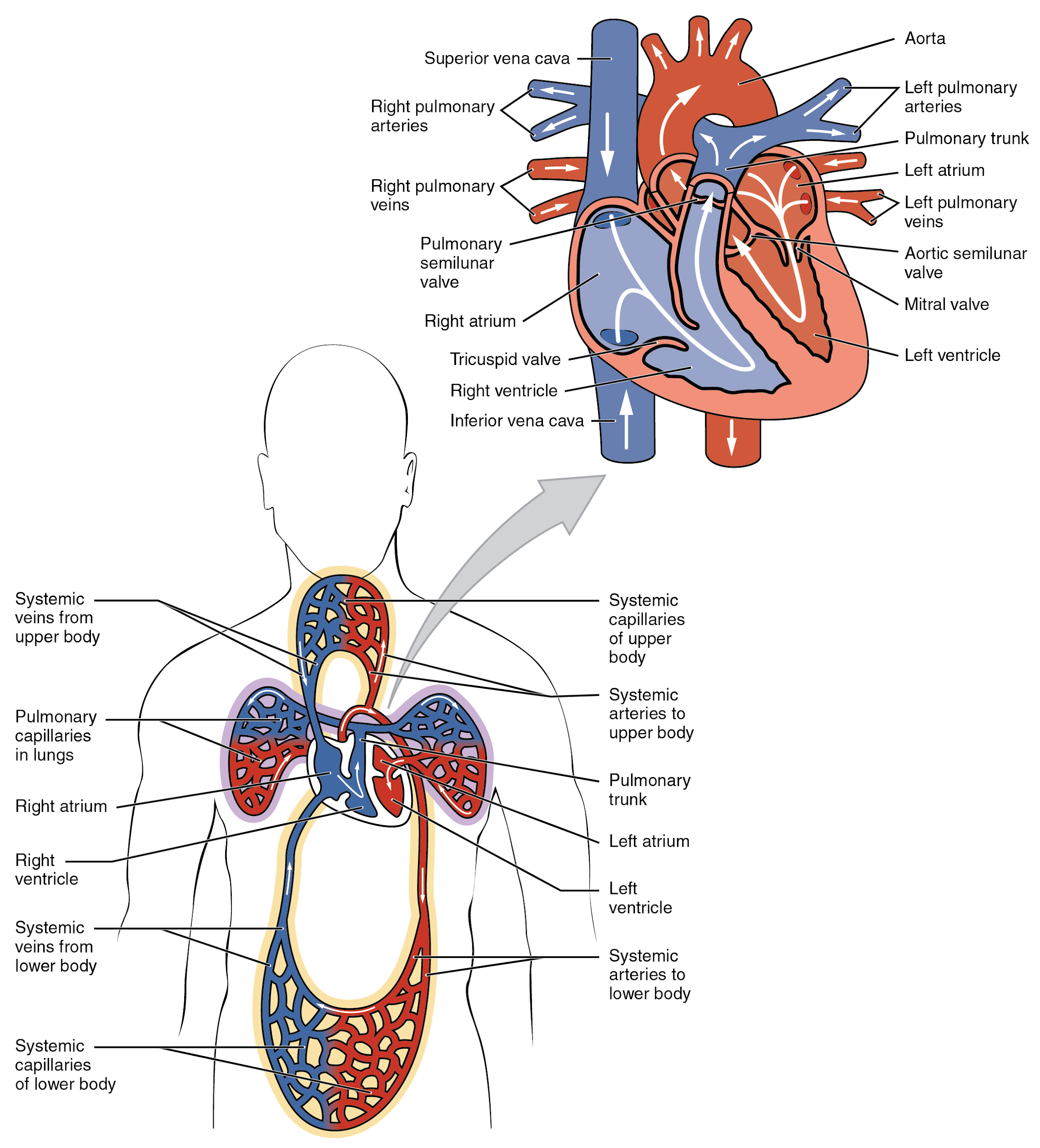 Perfusion: Coagulation Disorders and Anticoagulants Medications ...