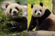 Giant pandas debut at DC's National Zoo