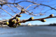 Peak bloom watch: In what stage are DC's cherry blossoms