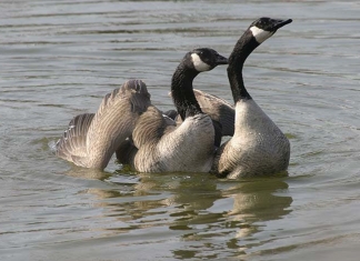 Canada geese groom at the McClintic Wildlife Management Area near Point Pleasant, West Virginia.