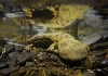 Hellbender salamander in West Virginia