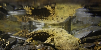 Hellbender salamander in West Virginia