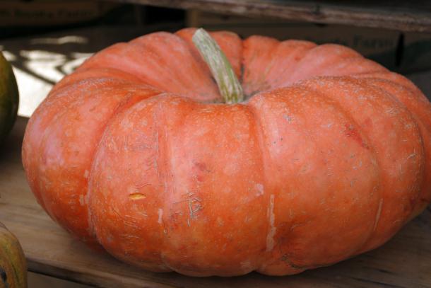 Cinderella Pumpkin