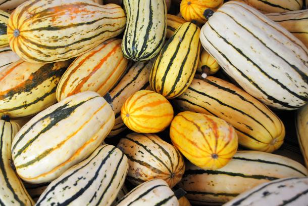 Delicata squash