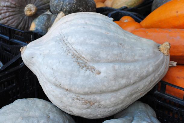 Hubbard squash