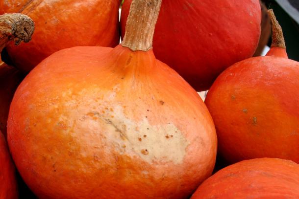 Red Kuri squash