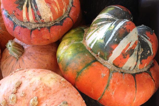 Turban squash