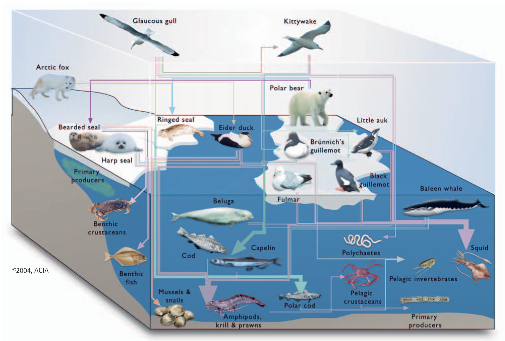 Marine Food Web