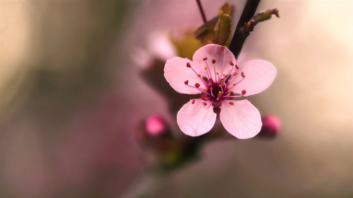 pink cherry flower-Macro photography HD Wallpaper Preview 