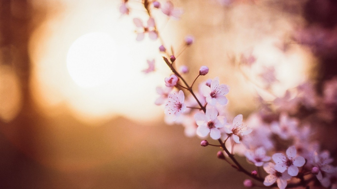 flores de cerejeira primavera-papel de parede de alta qualidade  Visualização 