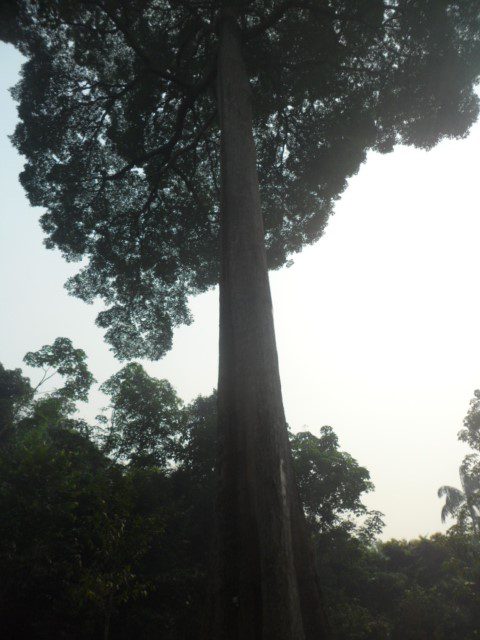 Nature on Pulau Ubin