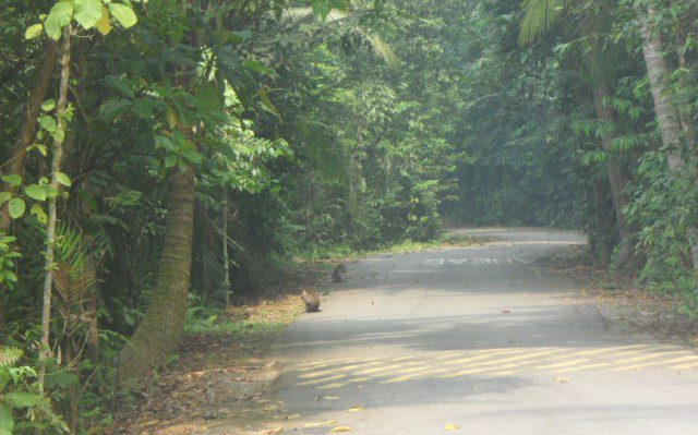 Pulau Ubin Monkeys