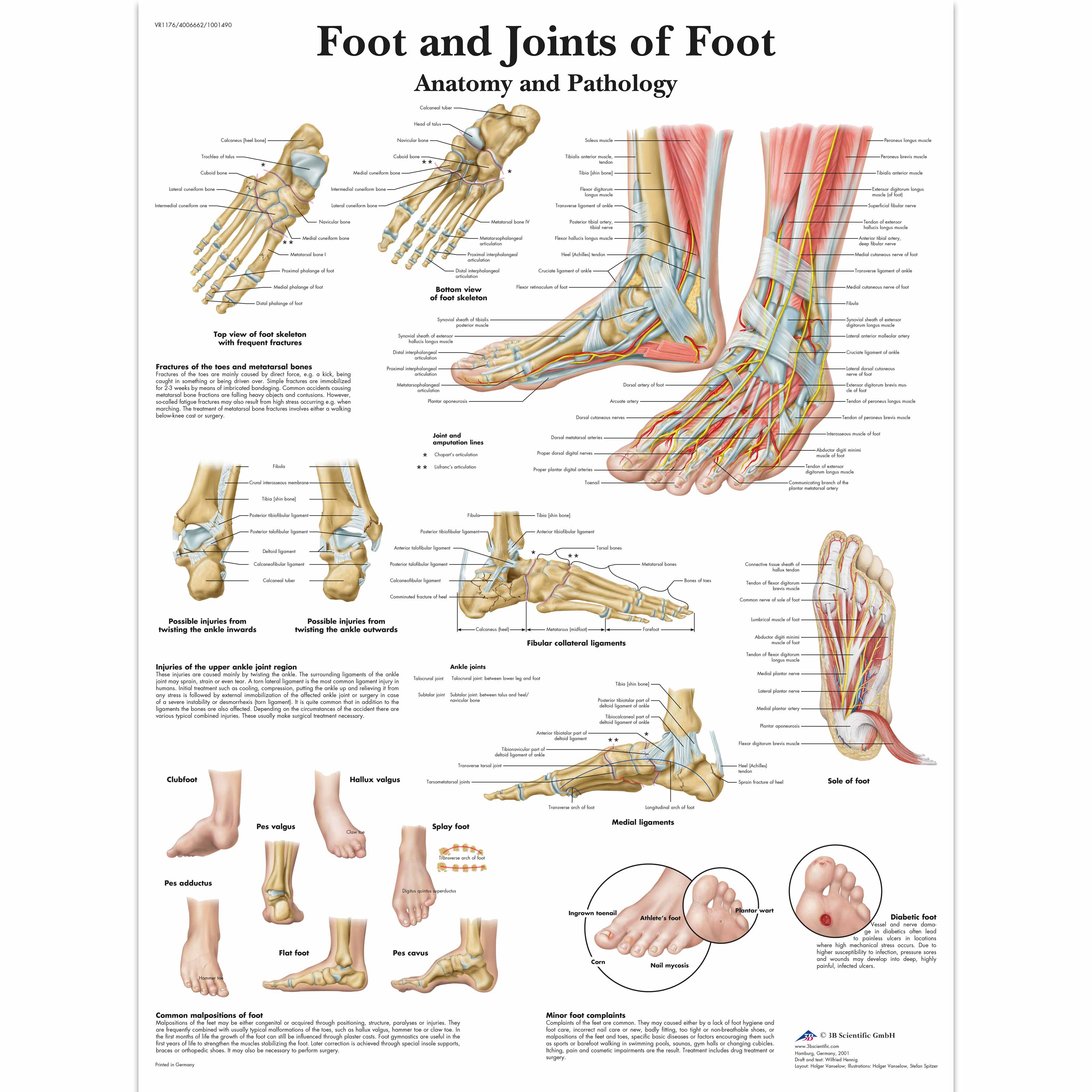 Muscles Of The Foot Laminated Anatomy Chart | studiosixsound.co.za