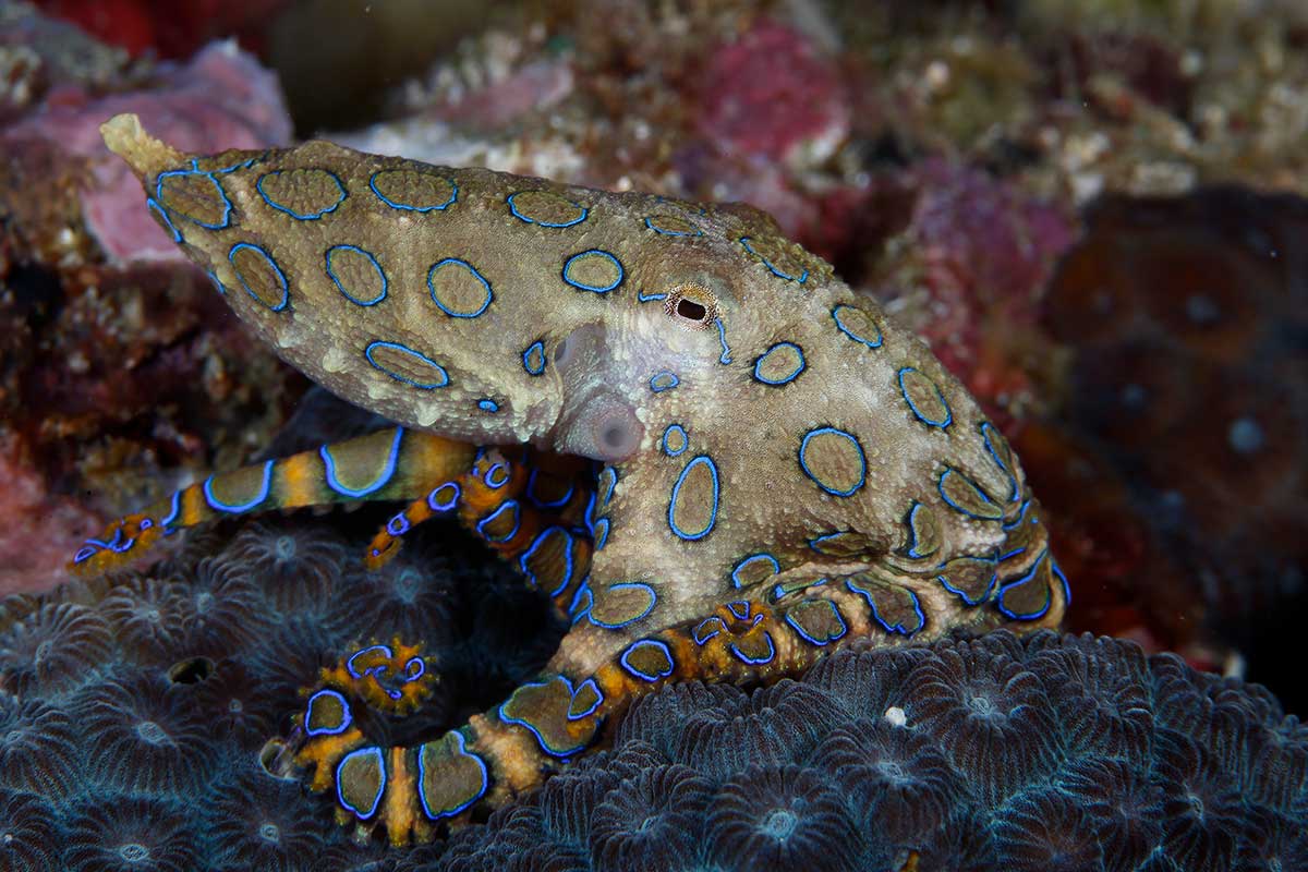 Blue Ringed Octopus Attack