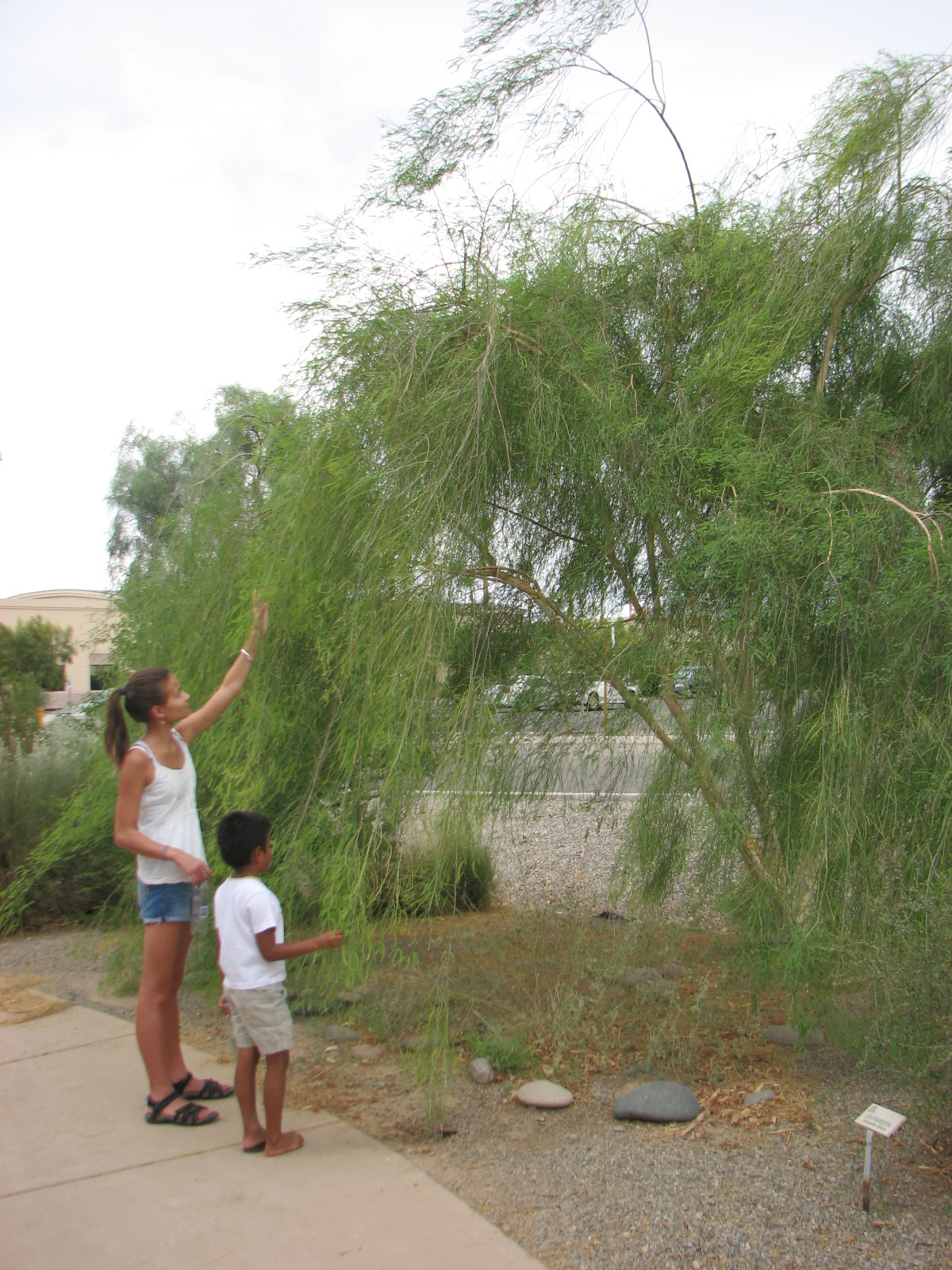 Desert Garden