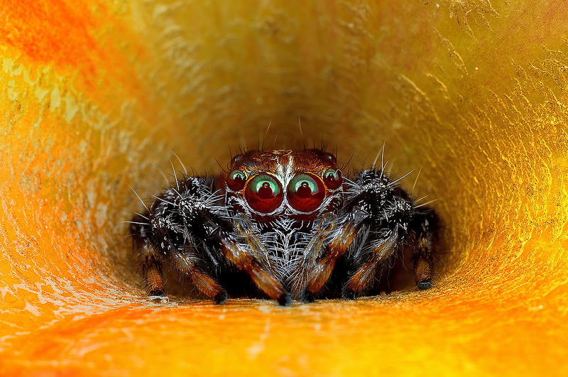 Hypnotizing Macro Photos of Exotic Spiders Staring Directly into Your Mind