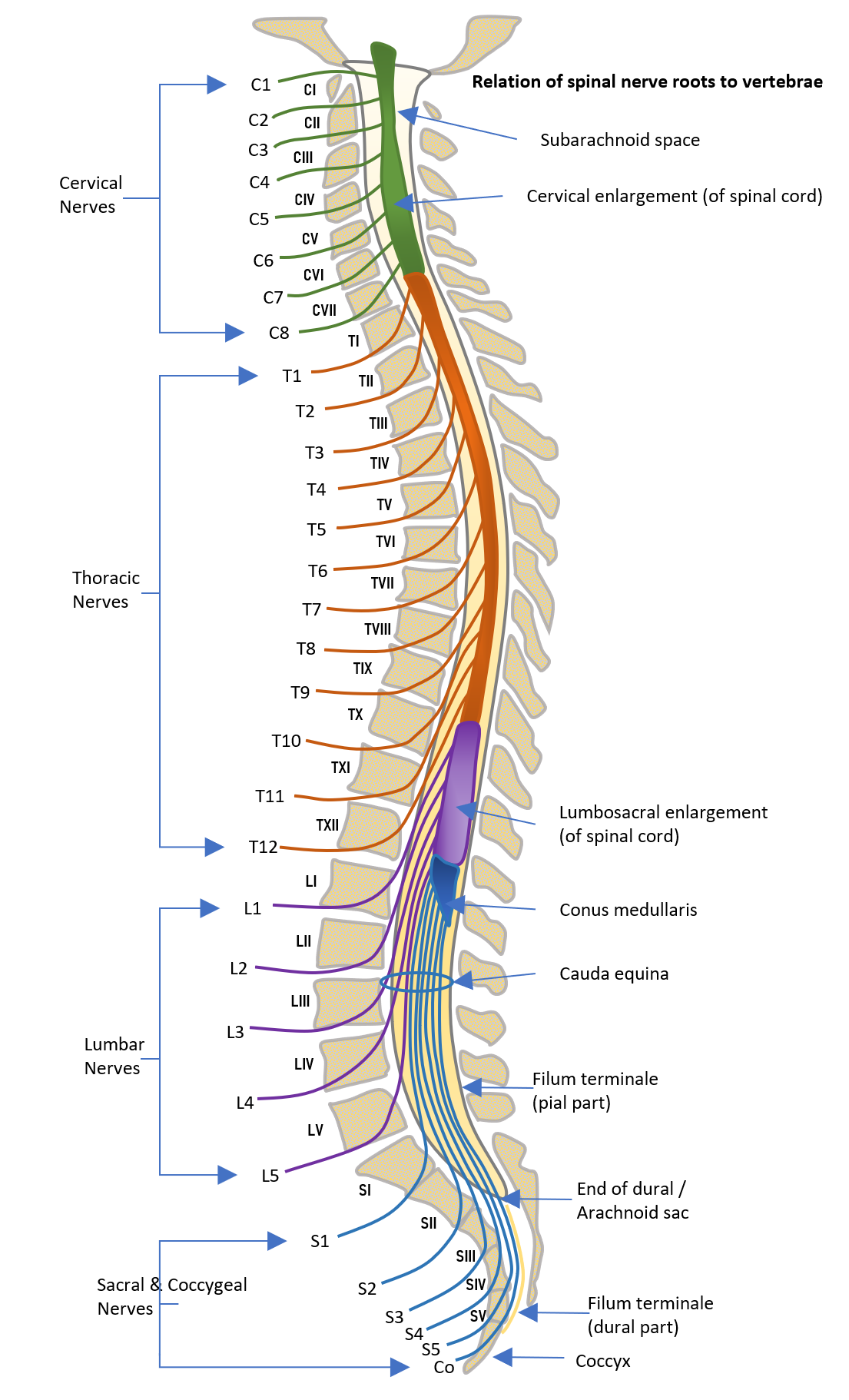 Spinal Nerve Roots Exit