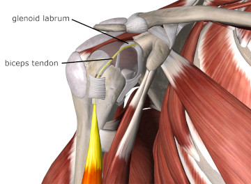 Shoulder Anatomy Labrum