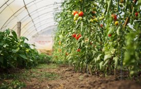 Vegetables in a green house