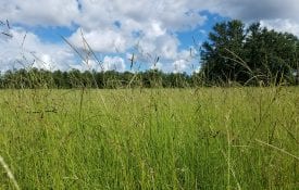 Figure 1. Closely grazed bahiagrass pasture with patches of brunswickgrass in late September (toward end of growing season) in Levy County, Florida.