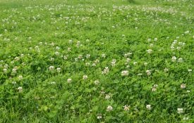 field of white clover