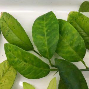 Figure 3. Chlorotic patterns induced by citrus greening.