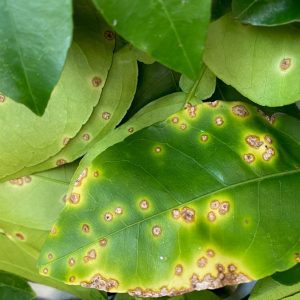 Figure 7. Foliar lesions surrounded by bright yellow halo caused by citrus canker.