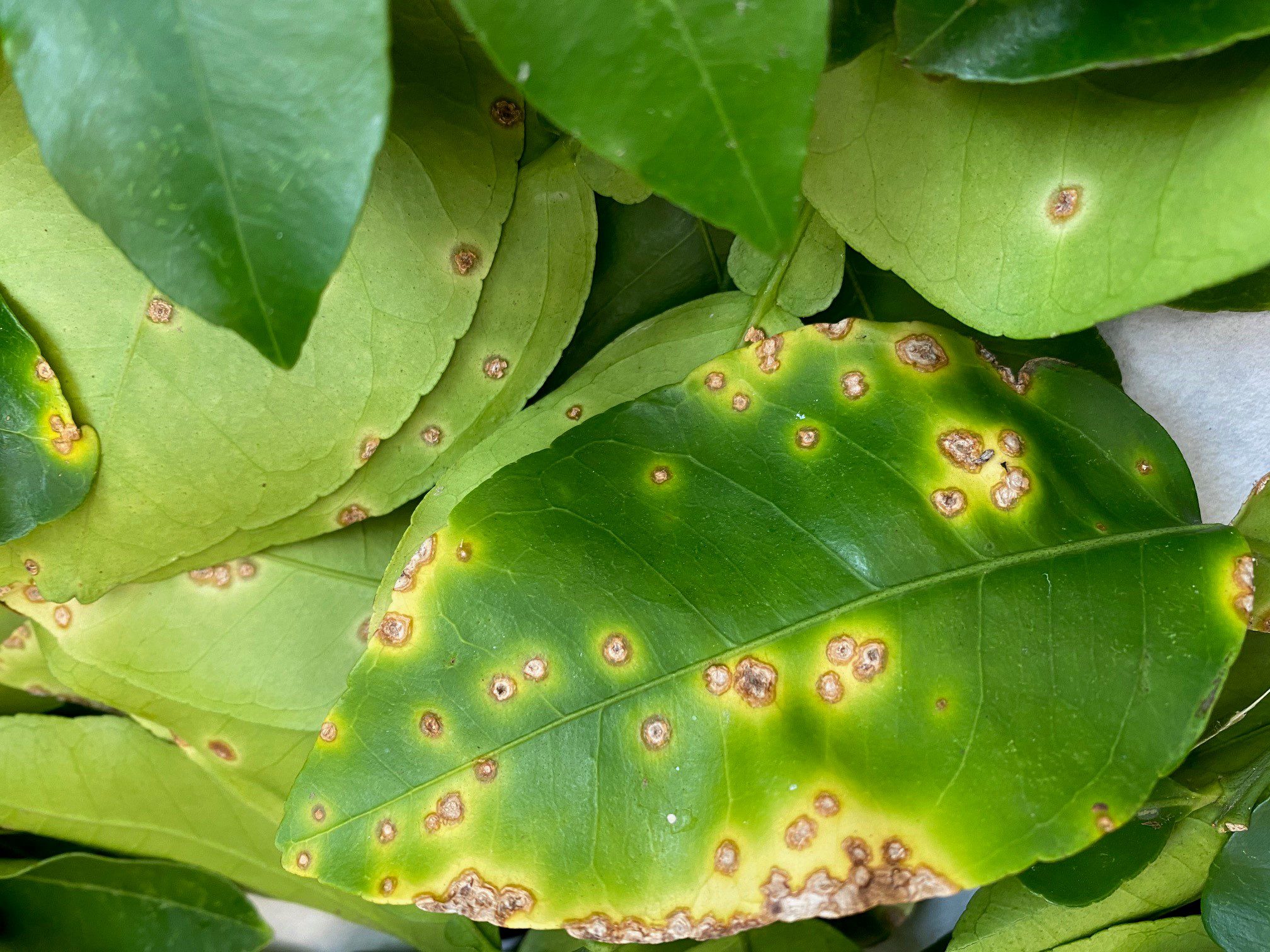 Figure 7. Foliar lesions surrounded by bright yellow halo caused by citrus canker.