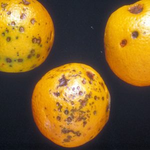 Figure 9. Lesions caused by citrus black spot on fruit are small, round, and sunken with gray centers and dark margins. (Photo credit: P. Barkley, Biological and Chemical Research Institute, Bugwood.org)