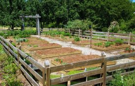 Raised beds surrounded by a wooden fence