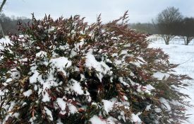 snow-covered shrub being assessed for garden recovery