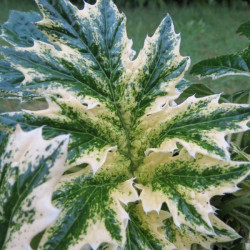 Acanthus whitewater®