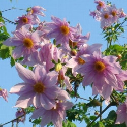 Dahlia imperialis