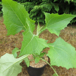 Smallanthus sonchifolius