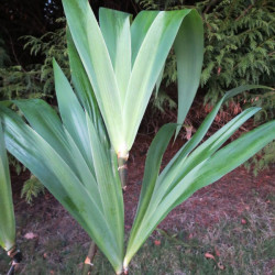 Iris confusa Martyn Rix