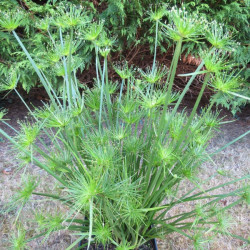 Cyperus papyrus Cleopatra