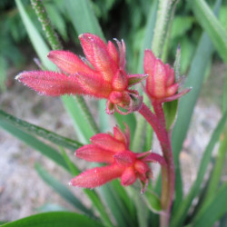 Anigozanthos flavidus