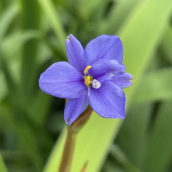 Aristea confusa major