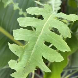 Sonchus palmensis