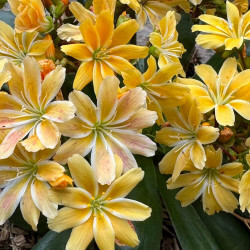 Lewisia Safira yellow