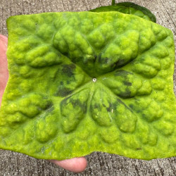 Podophyllum delavayi