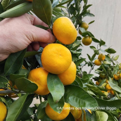 Citrus satsuma Serafines