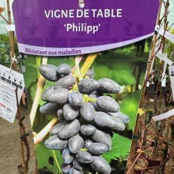 Vitis Philipp