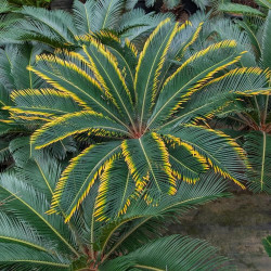 Cycas revoluta aurea