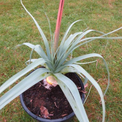 Kniphofia caulescens John May's form