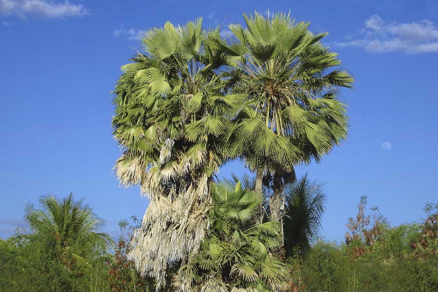  Palmier de Carnauba 